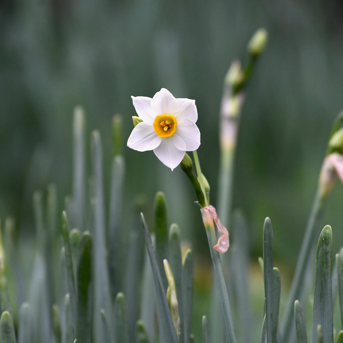 花畑を共に未来へ！ 応援購入】 越前水仙・切り花１０本