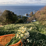 【越前水仙SUPPORT】≪予約販売≫ 応援切り花30本=送料込み
