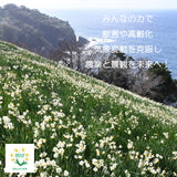 【越前水仙SUPPORT】≪予約販売≫ 応援切り花30本=送料込み