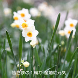 【越前水仙SUPPORT】≪予約販売≫ 応援切り花30本=送料込み