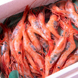 甘えび ~越前漁港前の小松鮮魚店 直送シリーズ~