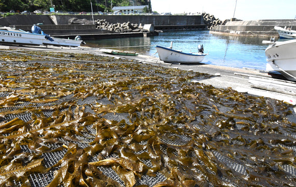 越前岬の海岸線、ワカメ漁が最盛期。四季の頒布会・春編でプレゼント。好評です！