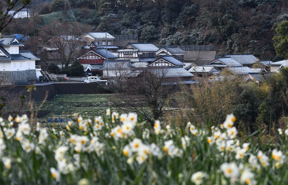 雪化粧・越前水仙の里。この景観とともに開花する花をお届け中です