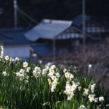 【花畑を共に未来へ！ 応援購入】 越前水仙・切り花３０本