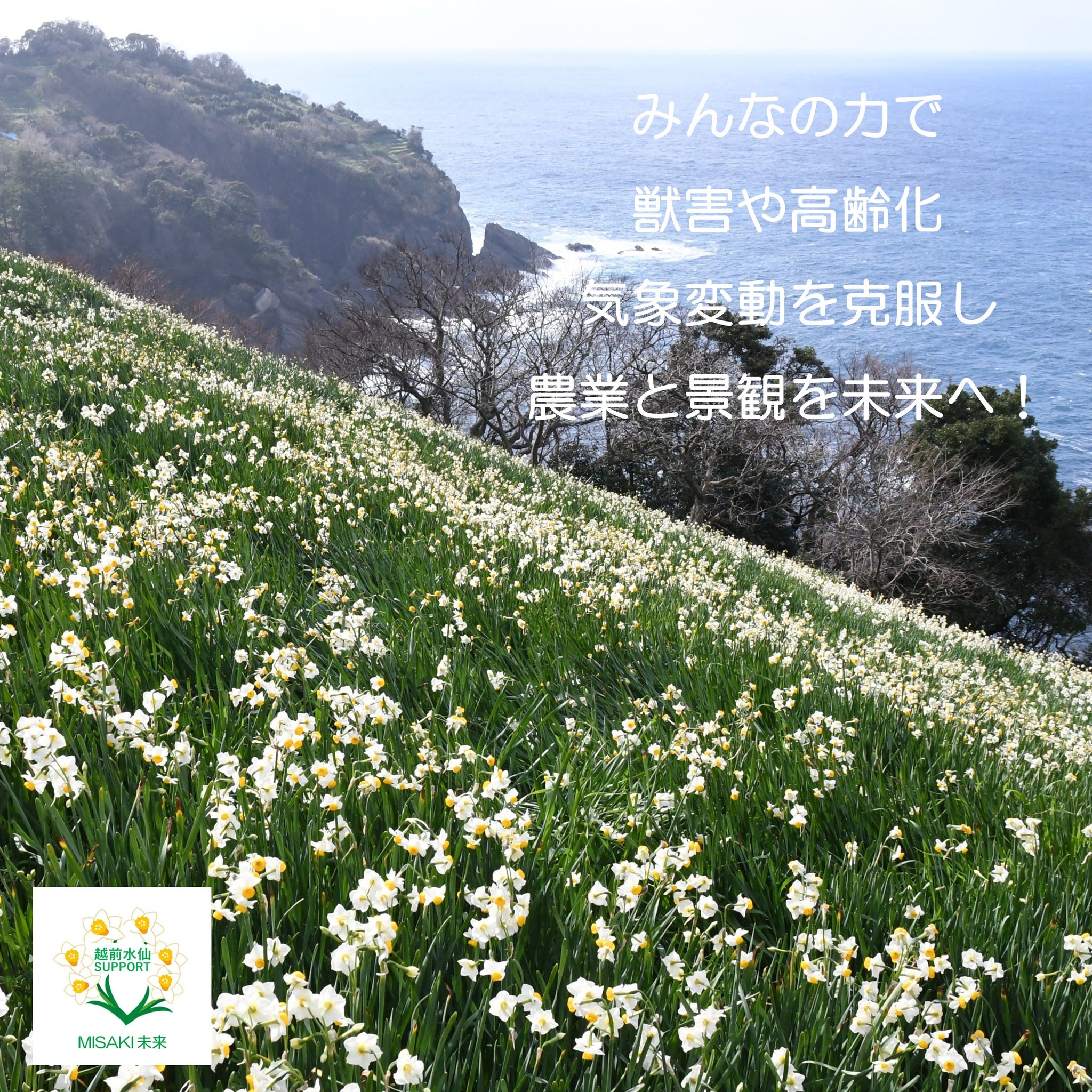 越前水仙SUPPORT】≪予約販売≫ 応援切り花30本＝送料込み – Misaki