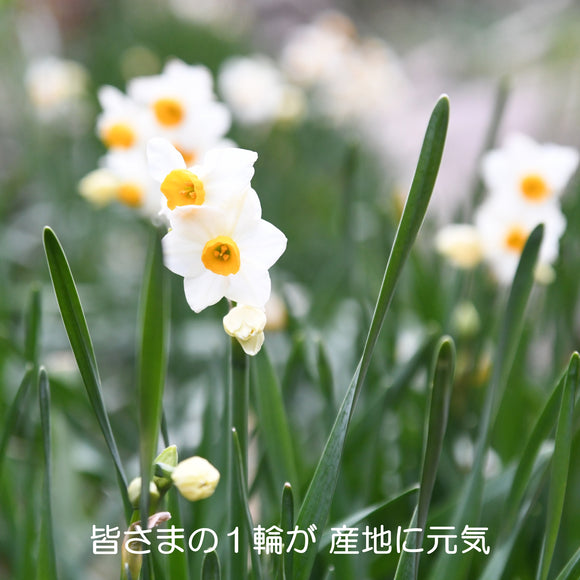 【越前水仙SUPPORT】≪予約販売≫ 応援切り花３０本＝送料込み